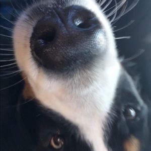 Meet your Posher, Ava